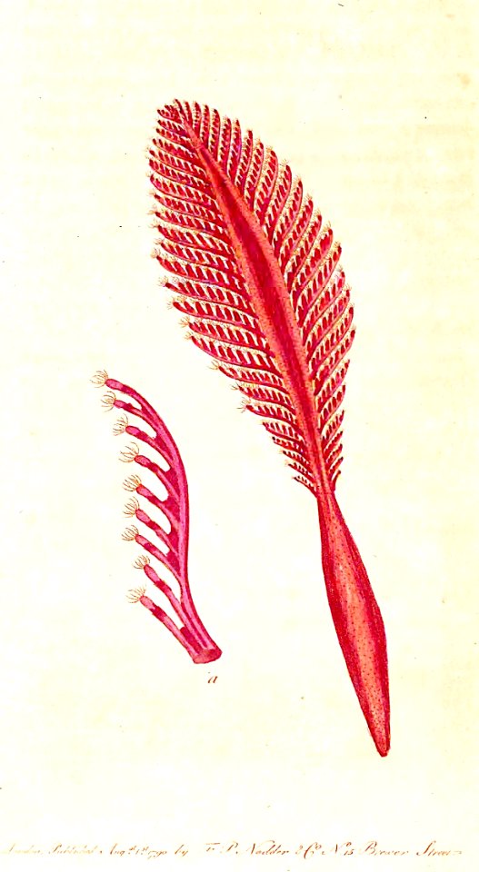 v02 039 Sea Pen