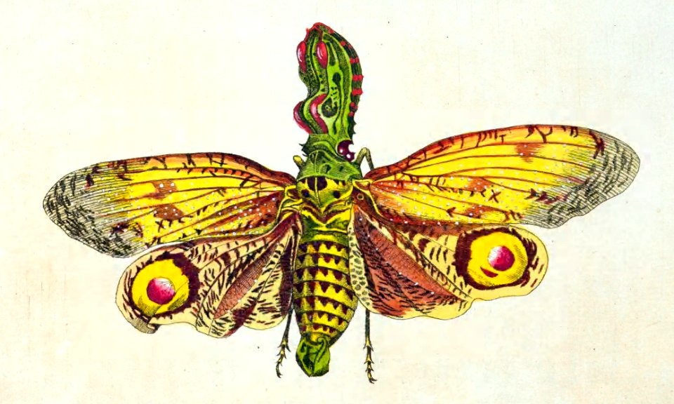 v01 037 Great Lanthorn Fly
