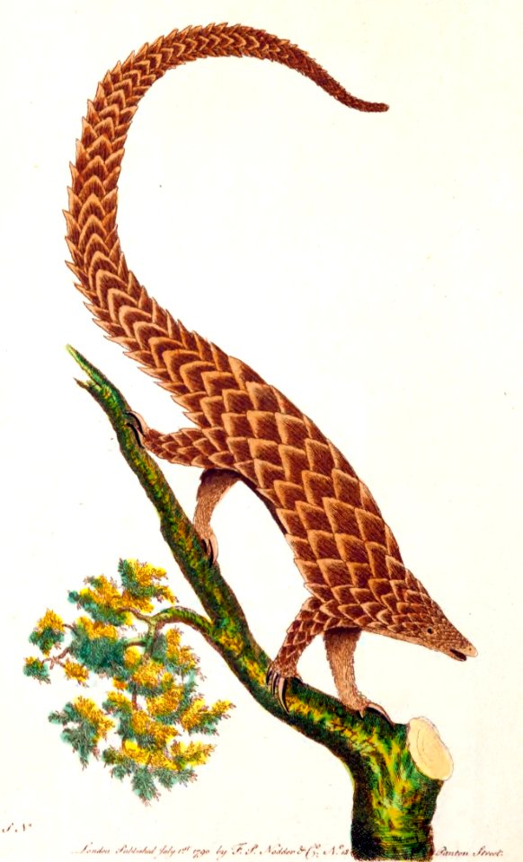 v01 036 Long-tailed Pangolin