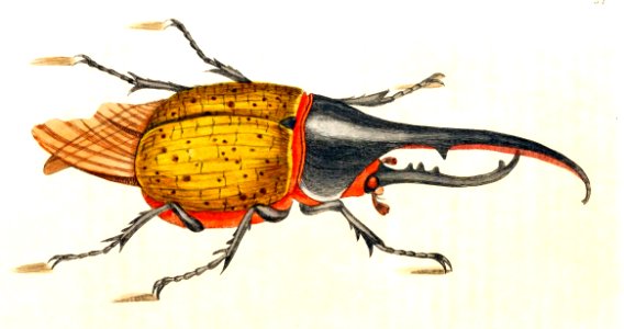 v01 034 Hercules Beetle