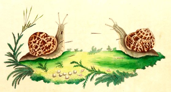 v01 030 Garden Snail