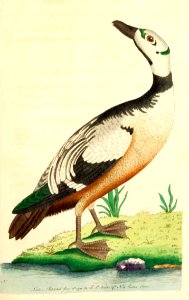 v01 032 Western Duck