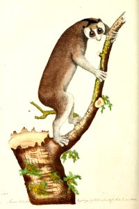 v01 029 Slow-paced Lemur