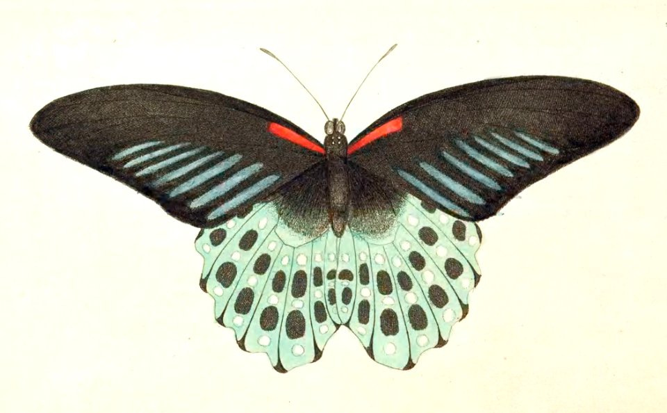 v01 028 Blue Mormon