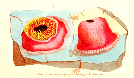 v01 027 Sea Anemone