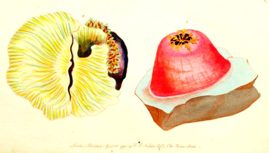 v01 026 Sea Anemone