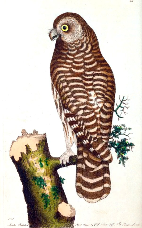 v01 025 Clouded Owl