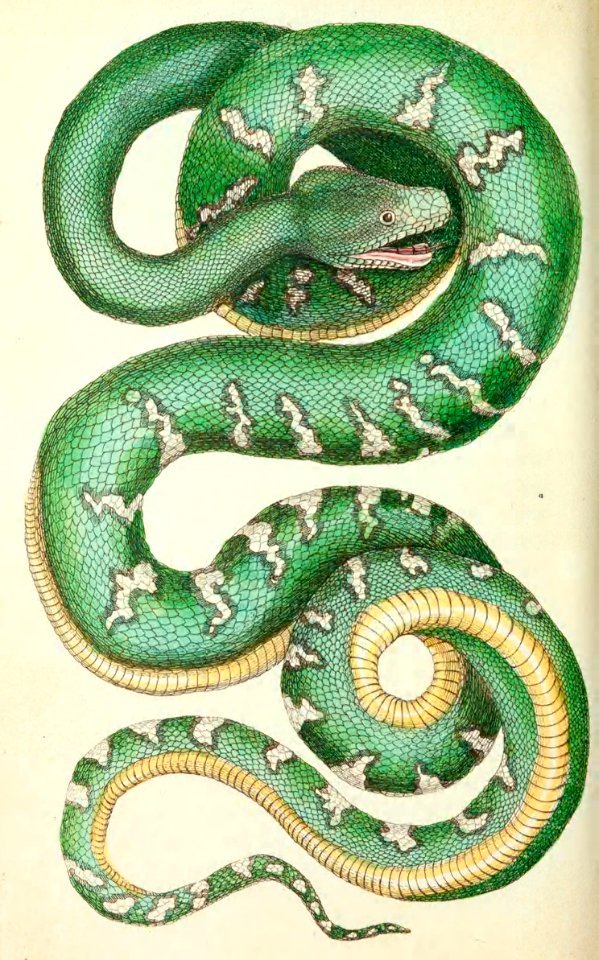 v01 024 Emerald Tree Boa