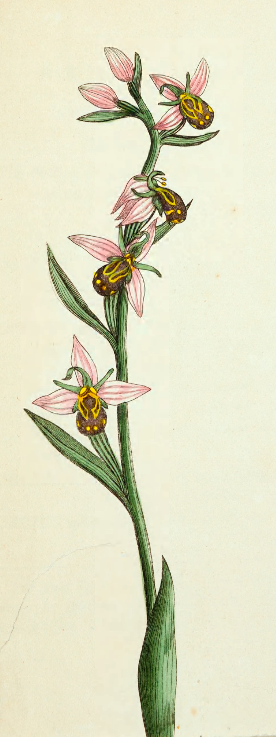 v01 023a Bee Orphis