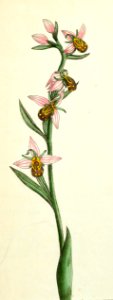 v01 023a Bee Orphis