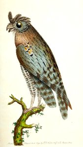 v01 022 Lesser Horned Owl
