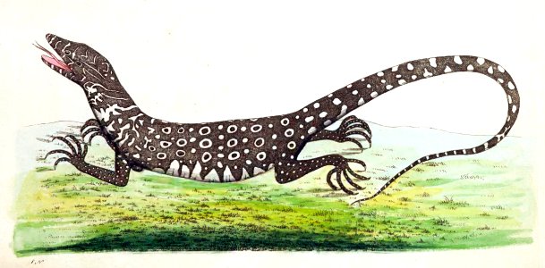 v01 021 Monitory Lizard