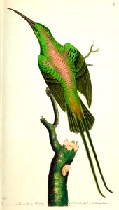 v01 019 Shining Honeycreeper