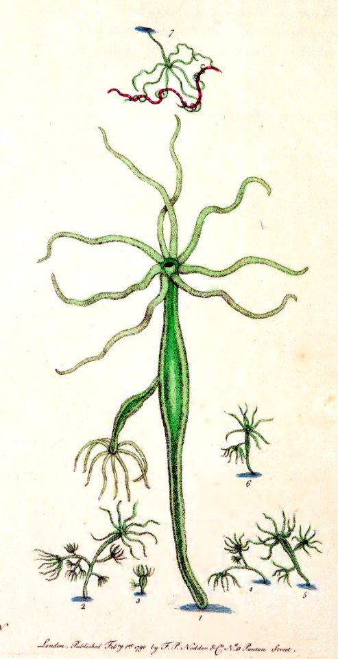 v01 020 Hydra Viridis