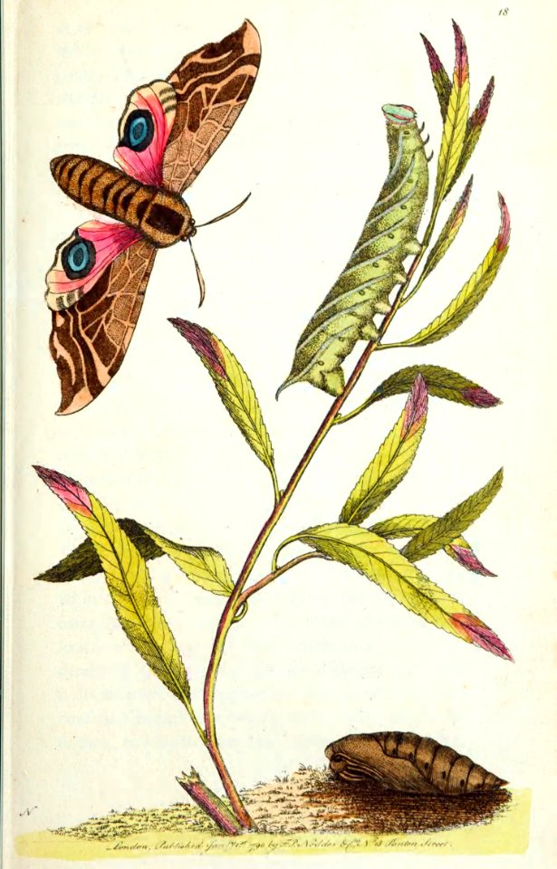 v01 018 Eyed Hawkmoth