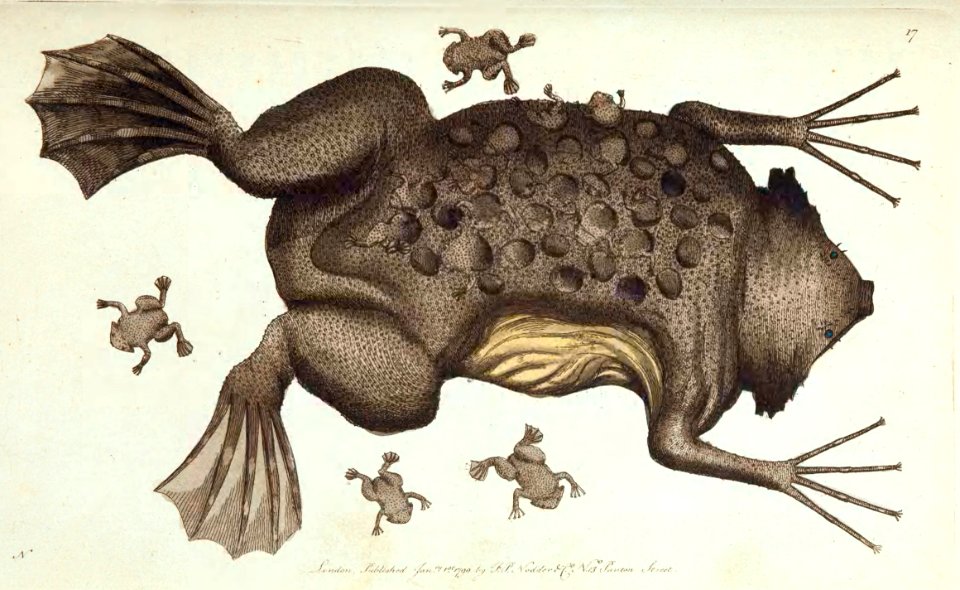 v01 017 Surinam Toad