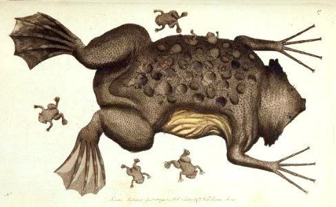v01 017 Surinam Toad