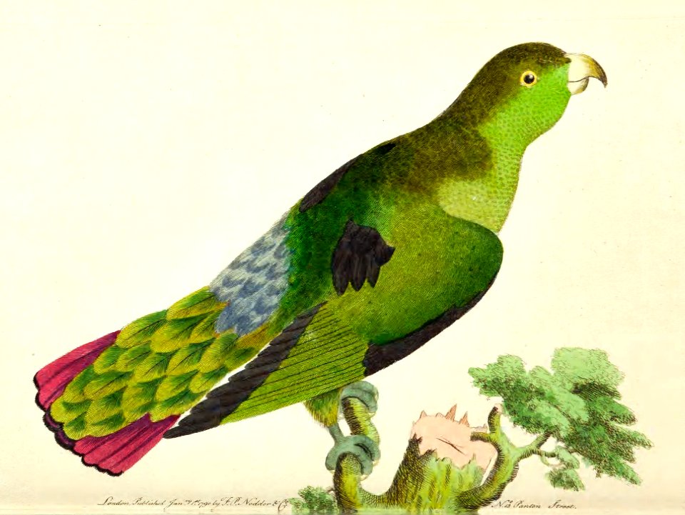 v01 016 Purple-tailed Parakeet