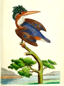v01 013 Crested Kingfisher