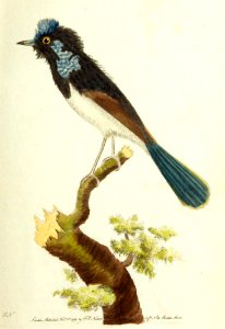 v01 010 Superb Warbler