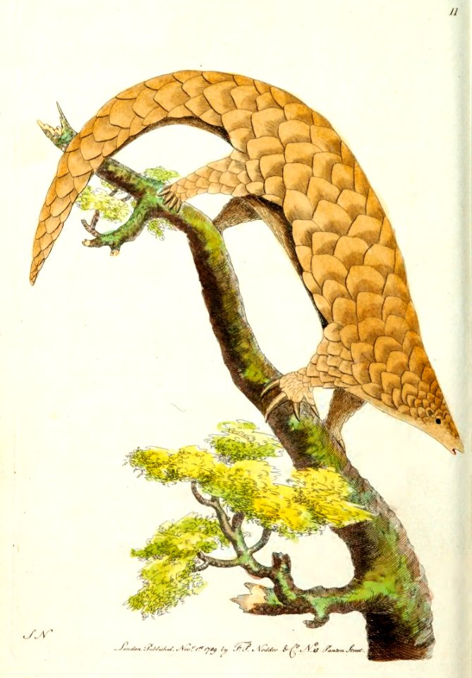 v01 011 Chinese Pangolin