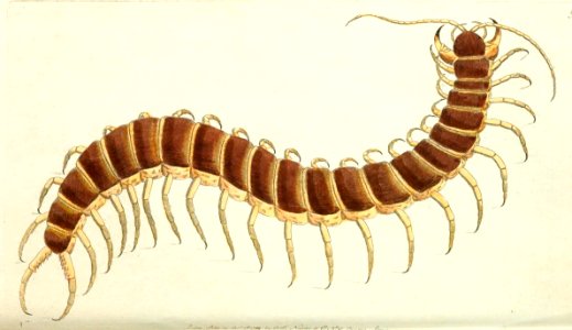 v01 009 Centipede