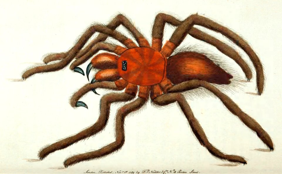 v01 012 Bird-Catching Spider