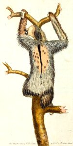 v01 006 Three-toed sloth