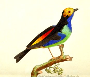 v01 004 Paradise Tanager