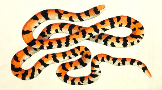 v01 005 Painted Snake aka Coral Cylinder Snake