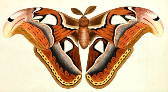v01 002 Atlas Moth