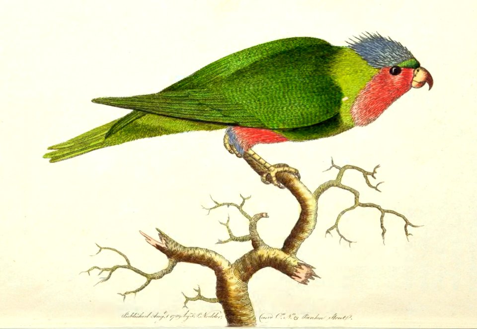 v01 001 Purple-headed Parakeet