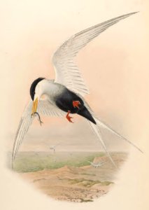 7_070 Black-bellied Tern