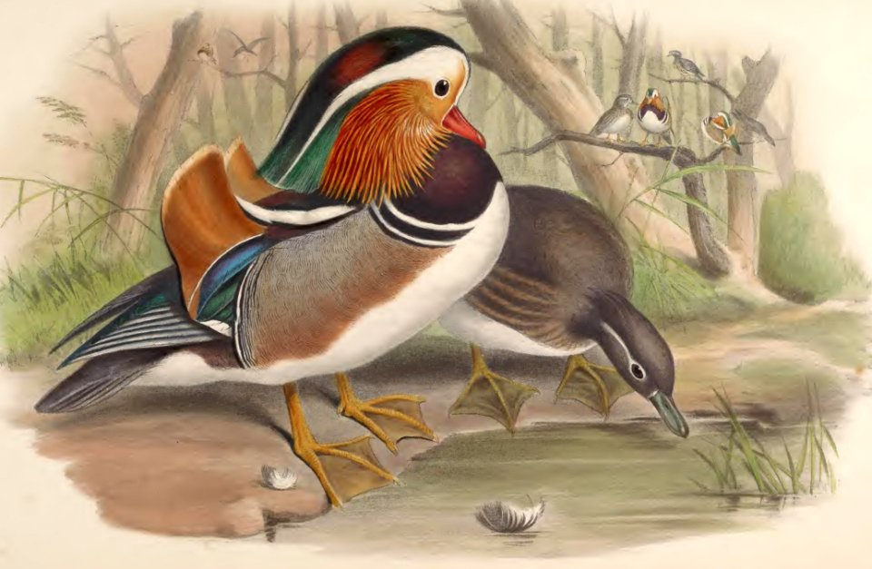 7_069 Mandarin Duck