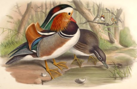 7_069 Mandarin Duck