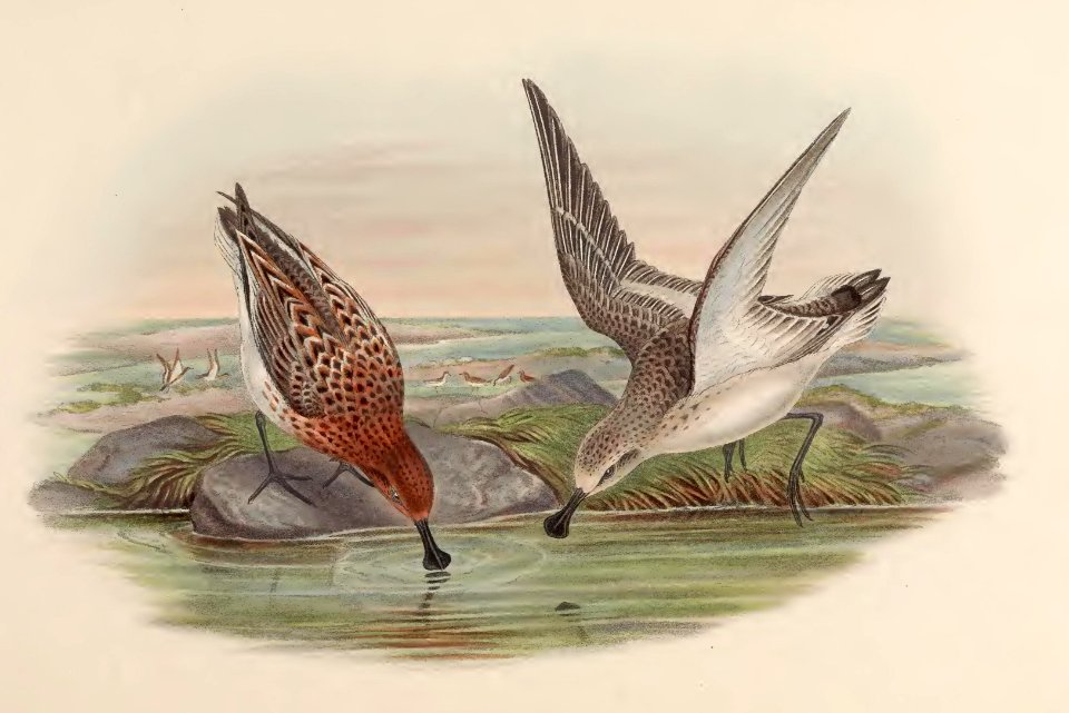 7_066 Spoon-billed Sandpiper