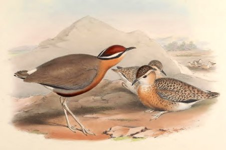 7_065 Indian Courser