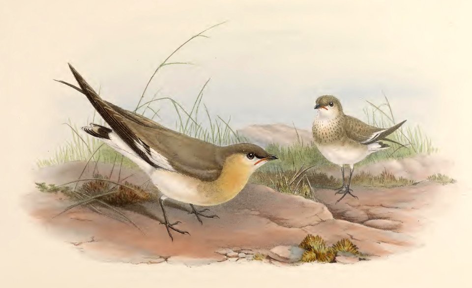 7_064 Cinereous Pratincole