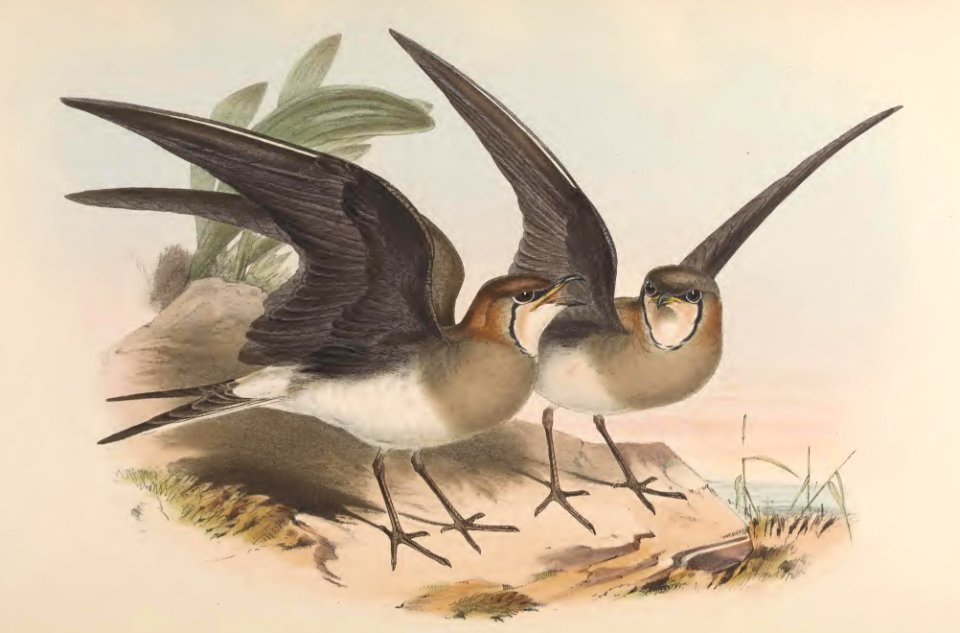 7_063 Black winged Pratincole