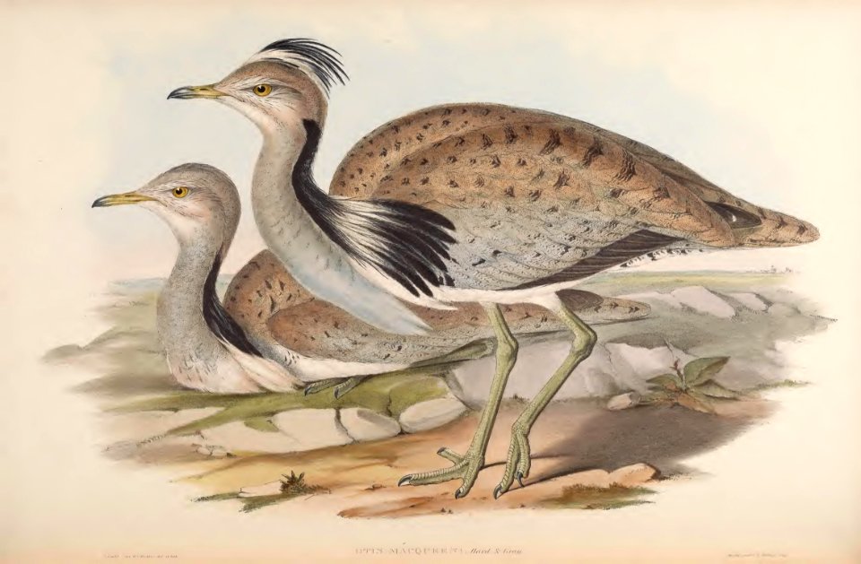 7_058 MacQueen's Bustard