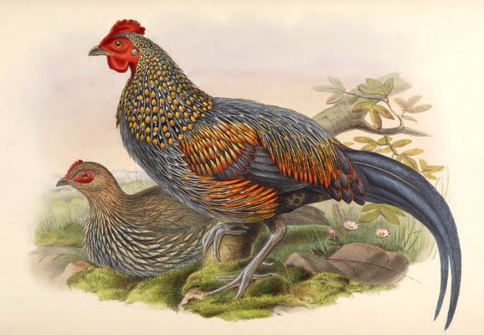 7_056 Sonnerat's Jungle fowl