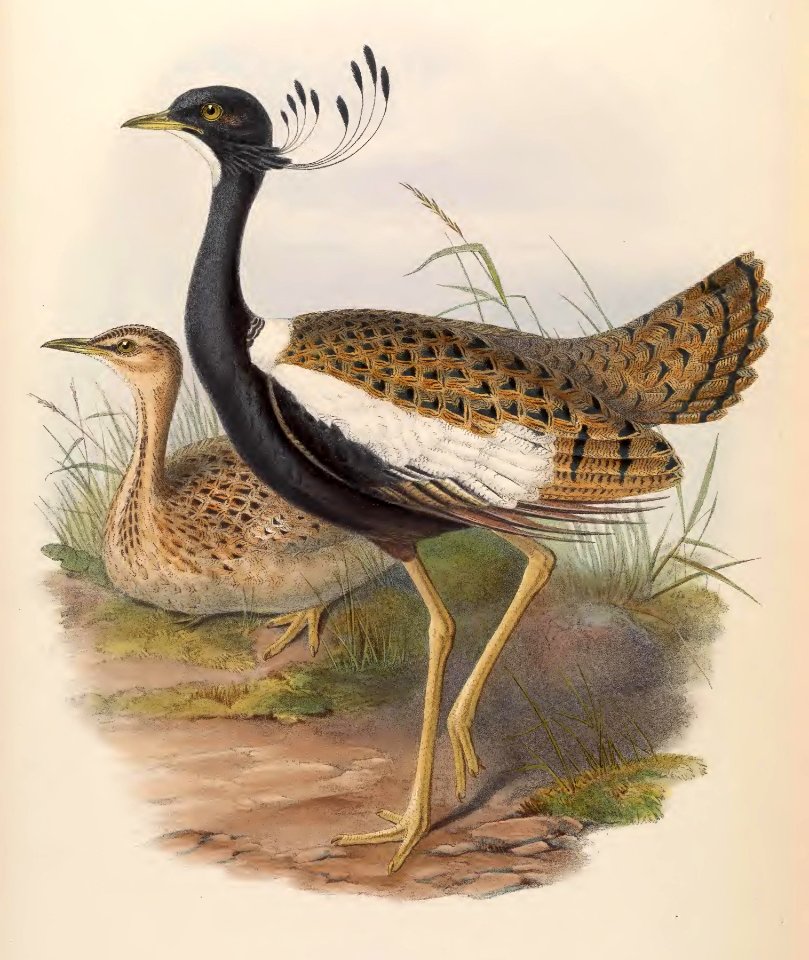7_057 Lesser Florikin