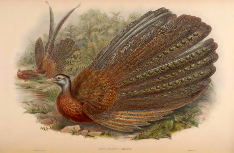 7_052 Great Argus Pheasant