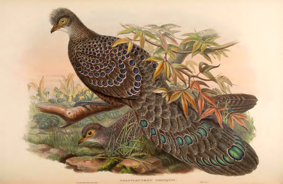 7_050 Assam Peacock-Pheasant