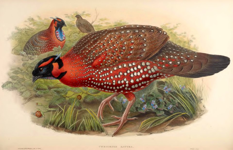 7_049 Nepaulese Horned Pheasant