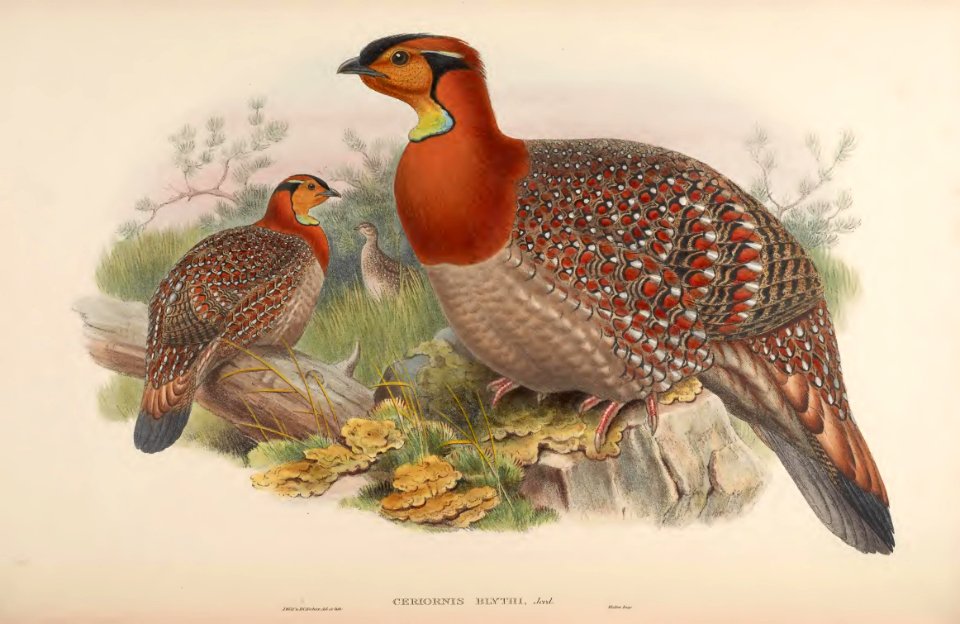 7_047 Blyth's Horned Pheasant