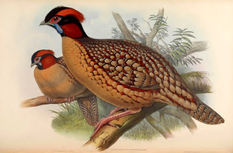 7_048 Dr. Cabot's Horned Pheasant