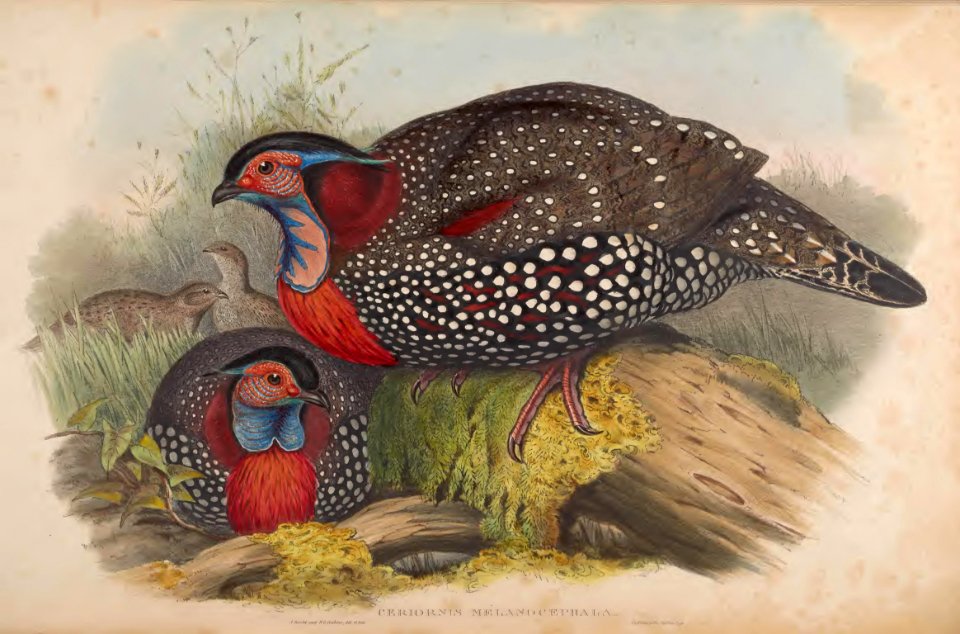 7_045 Western Horned Pheasant