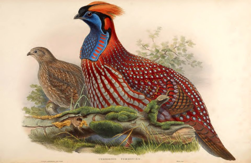 7_046 Temminck's Horned Pheasant