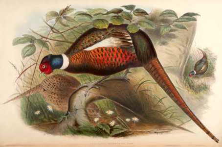 7_041 Mongolian Pheasant
